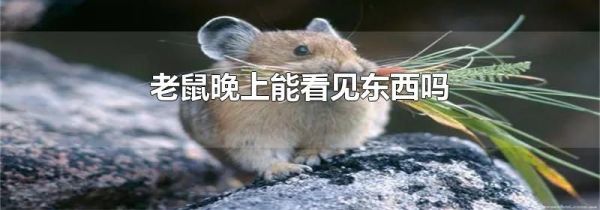 老鼠晚上能看见东西吗