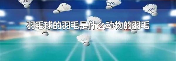羽毛球的羽毛是什么动物的羽毛