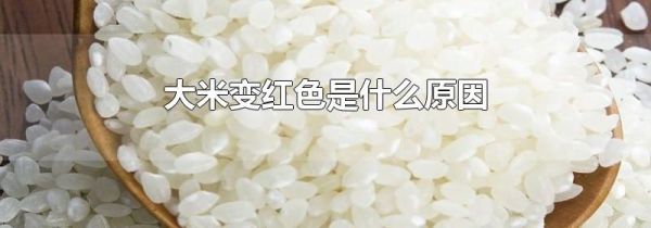大米变红色是什么原因