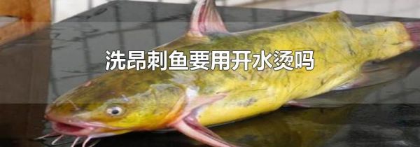 洗昂刺鱼要用开水烫吗