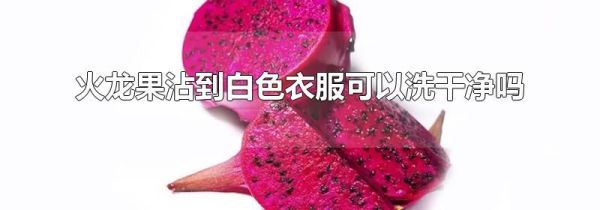 火龙果沾到白色衣服可以洗干净吗