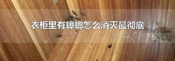 衣柜里有蟑螂怎么消灭最彻底