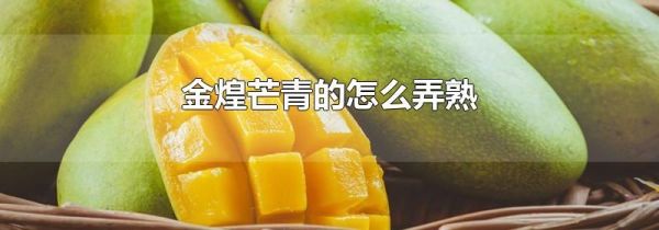 金煌芒青的怎么弄熟