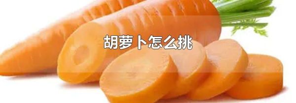 胡萝卜怎么挑