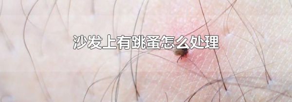 沙发上有跳蚤怎么处理