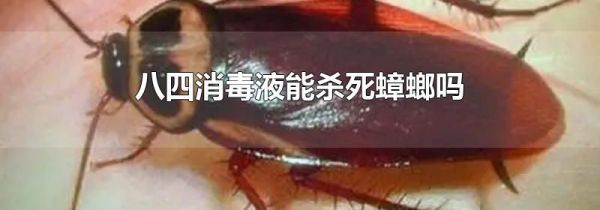 八四消毒液能杀死蟑螂吗
