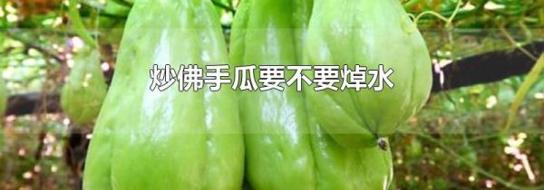 炒佛手瓜要不要焯水