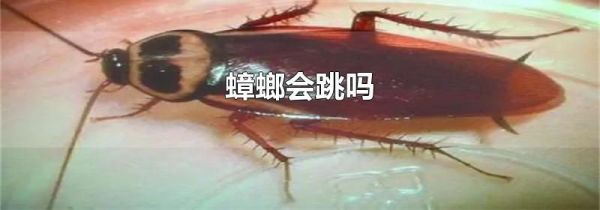 蟑螂会跳吗