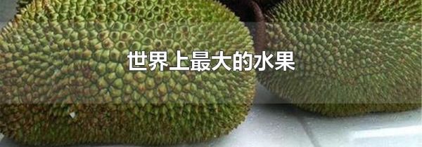 世界上最大的水果