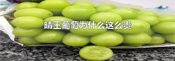 晴王葡萄为什么这么贵