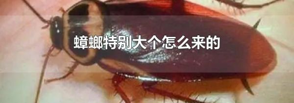 蟑螂特别大个怎么来的