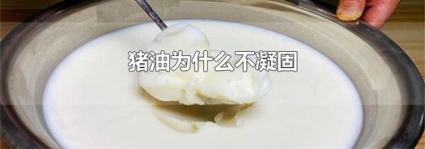 猪油为什么不凝固
