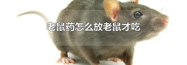 老鼠药怎么放老鼠才吃