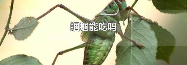 蝈蝈能吃吗