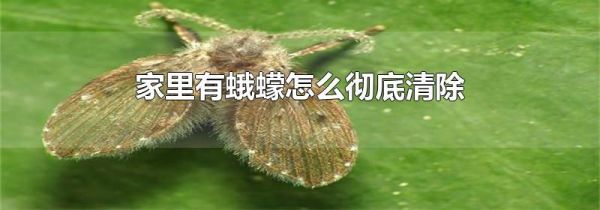 家里有蛾蠓怎么彻底清除