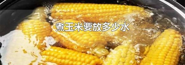 煮玉米要放多少水