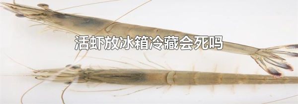 活虾放冰箱冷藏会死吗