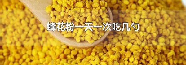 蜂花粉一天一次吃几勺