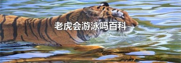 老虎会游泳吗百科