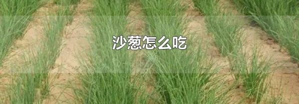 沙葱怎么吃