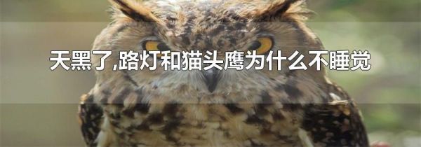 天黑了,路灯和猫头鹰为什么不睡觉
