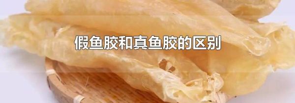 假鱼胶和真鱼胶的区别