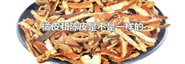 橘皮和陈皮是不是一样的