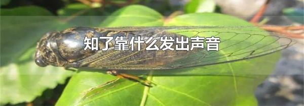 知了靠什么发出声音