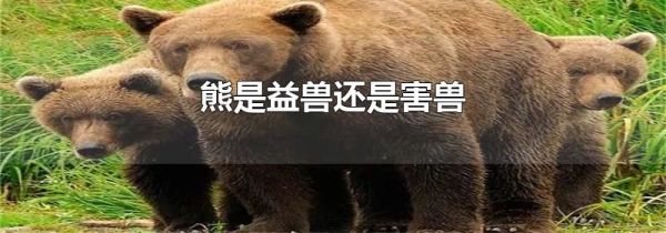 熊是益兽还是害兽