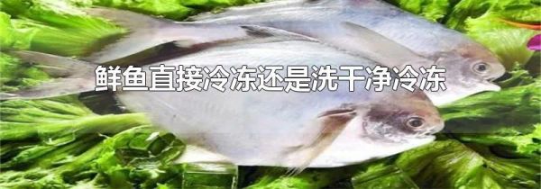 鲜鱼直接冷冻还是洗干净冷冻