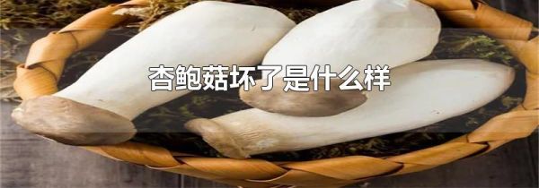杏鲍菇坏了是什么样