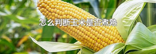 怎么判断玉米是否煮熟