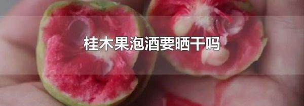 桂木果泡酒要晒干吗