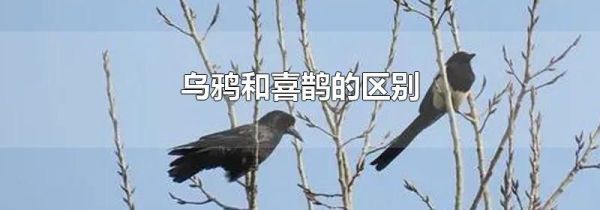 乌鸦和喜鹊的区别