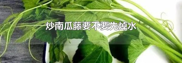 炒南瓜藤要不要先焯水