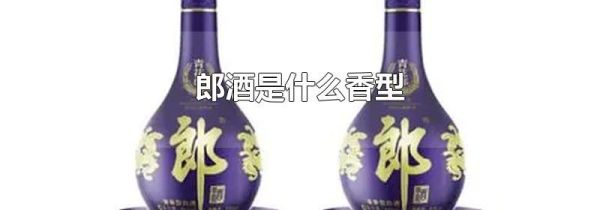 郎酒是什么香型