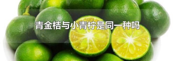 青金桔与小青柠是同一种吗