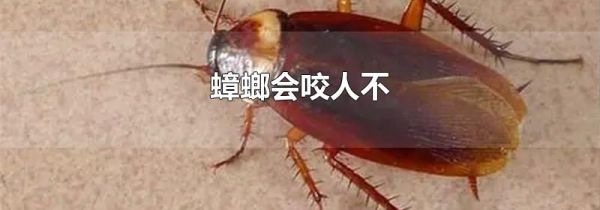 蟑螂会咬人不