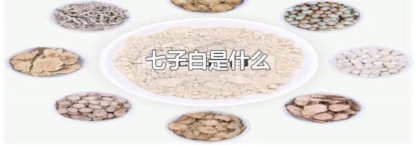 七子白是什么