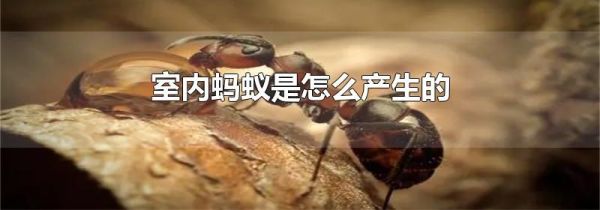 室内蚂蚁是怎么产生的