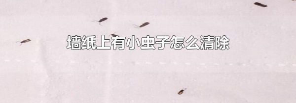 墙纸上有小虫子怎么清除