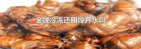 金蝉冷冻还用焯开水吗