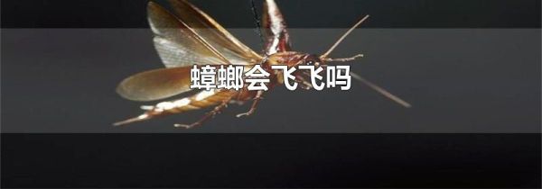 蟑螂会飞飞吗