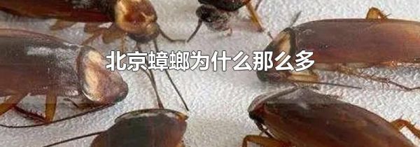 北京蟑螂为什么那么多