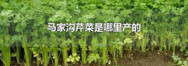马家沟芹菜是哪里产的