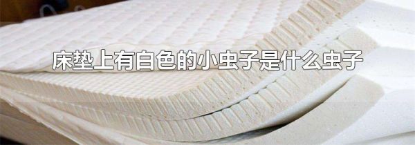 床垫上有白色的小虫子是什么虫子