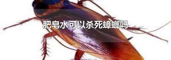 肥皂水可以杀死蟑螂吗