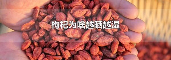 枸杞为啥越晒越湿
