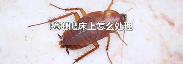 蟑螂爬床上怎么处理