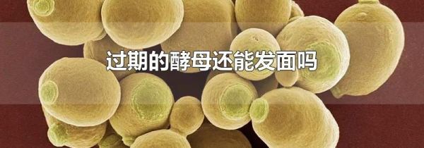 过期的酵母还能发面吗